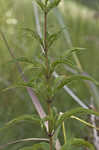 Joe Pye weed